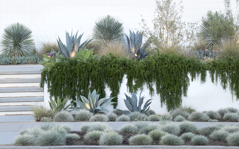 carpet rosemary and blue fescue used as groundcover in landscape with white walls and stairs