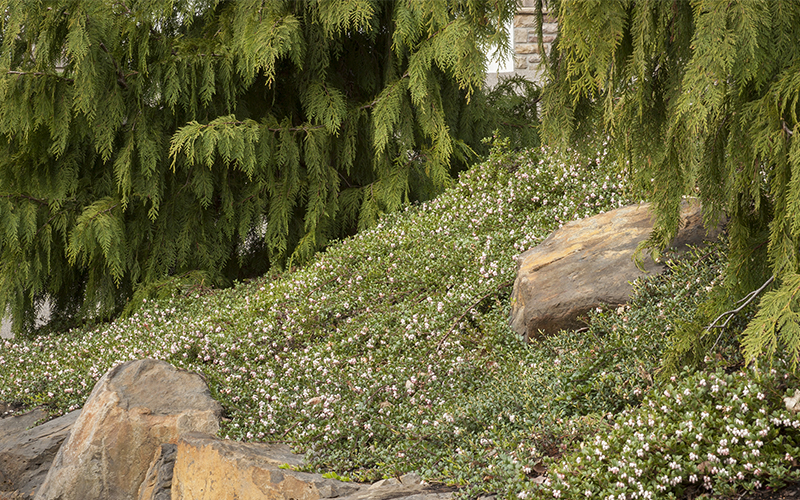 massachuswetts kinnikinnick groundcover controling erosion on hillside