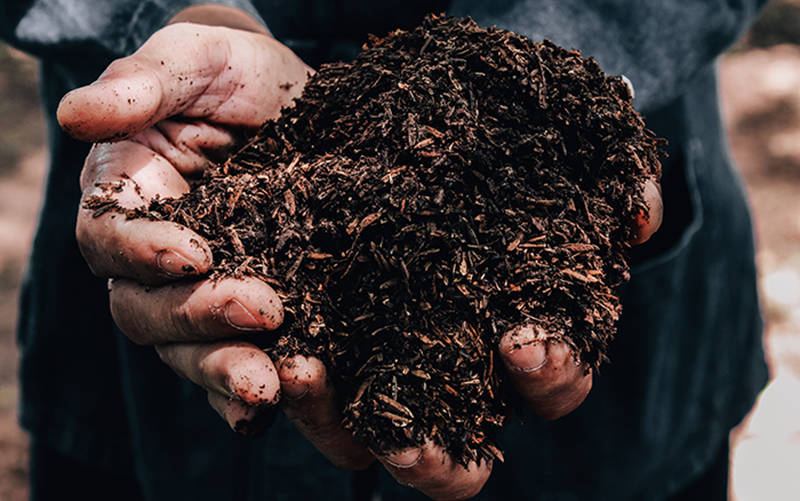 healthy soil in hands