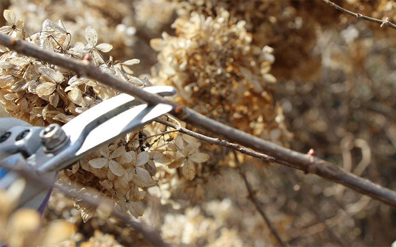 pruning shrubs