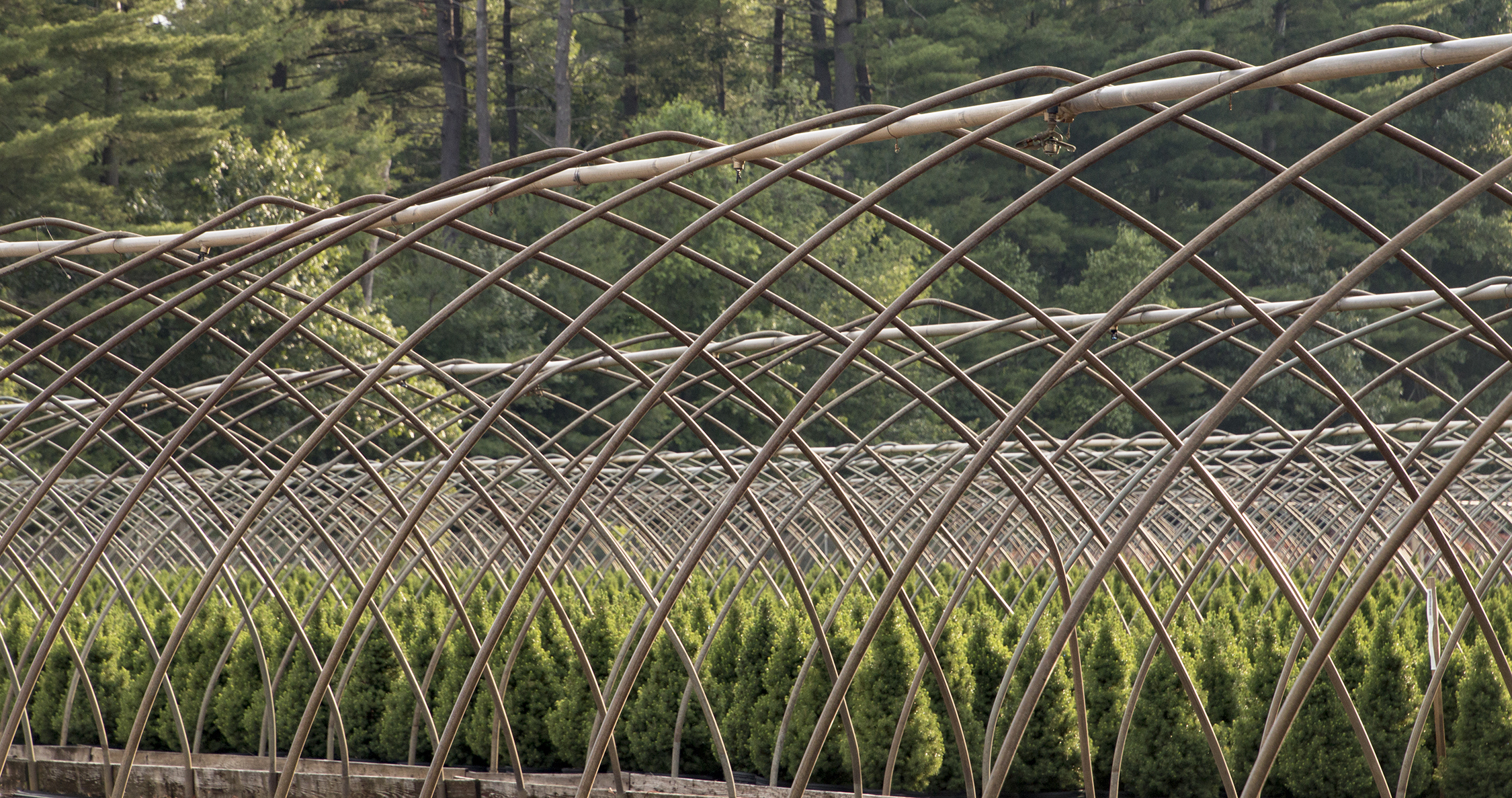 conifers growing in monrovia conneticut nursery