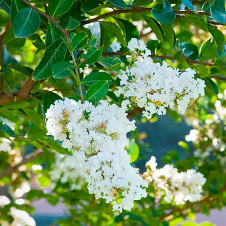 Acoma Crape Myrtle