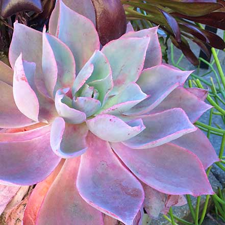 pink afterglow echeveria succulent