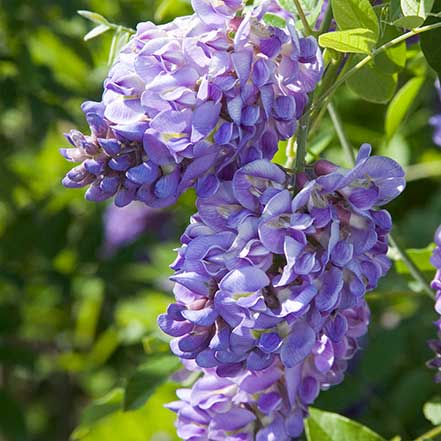 Amethyst Falls American Wisteria