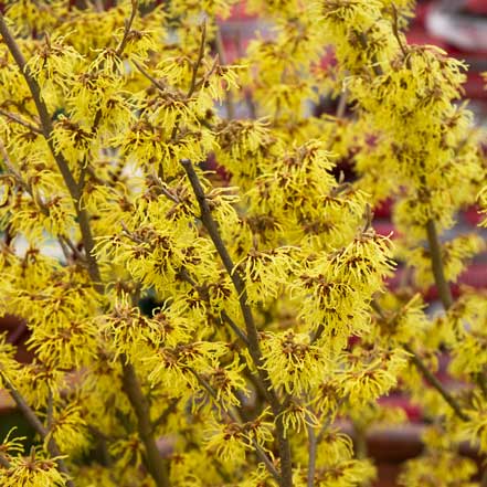 Arnold Promise Witch Hazel