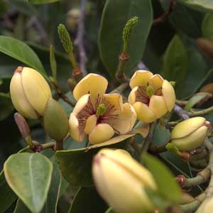 Banana-Shrub_300_1