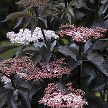 Black Tower Elderberry