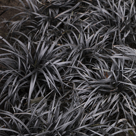 black mondo grass foliage