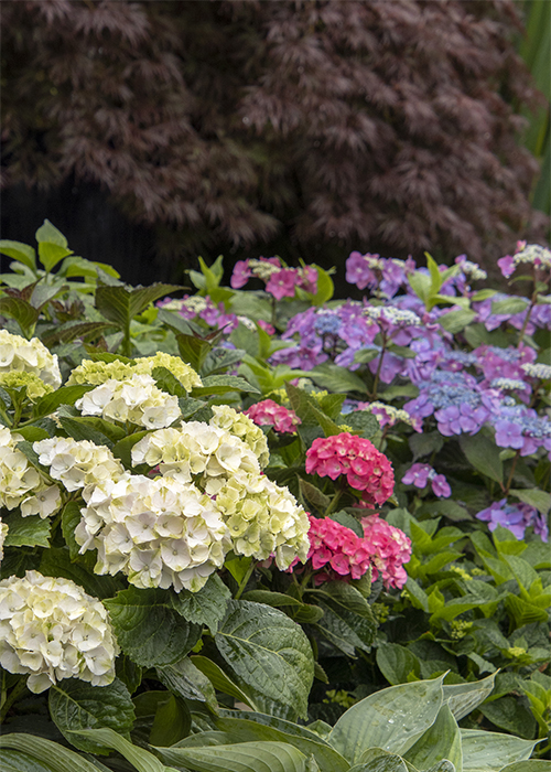 hydrangeas massed in a landscape