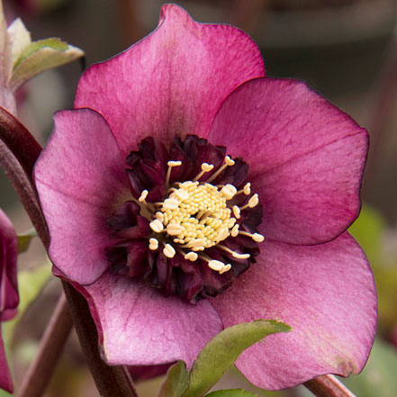 Cascade_-Blush-Hellebore