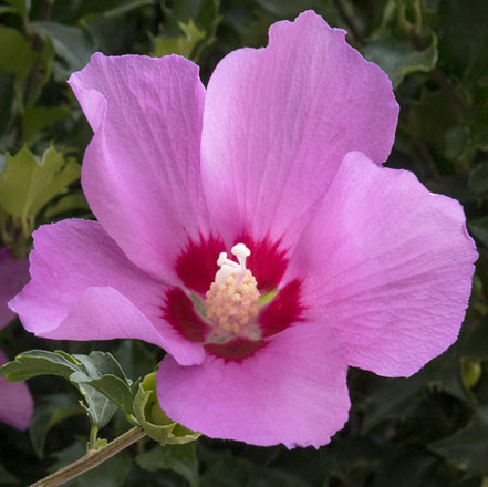 pink rose of sharon bloom