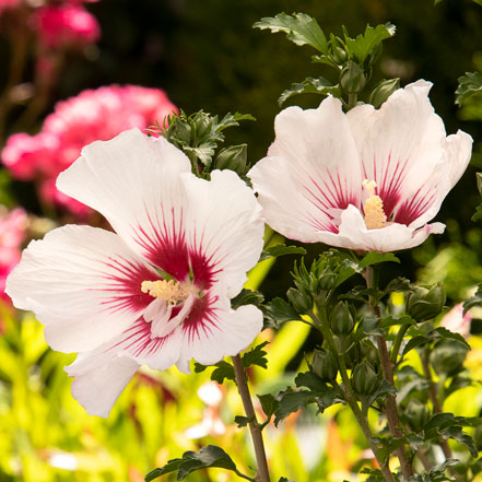 white and pink rose of sharon flowers