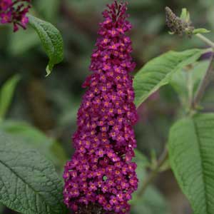 CranRazz™ Butterfly Bush