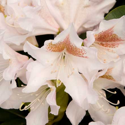 Cunningham's White Rhododendron