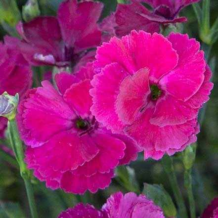 elilah™ Magenta Dianthus