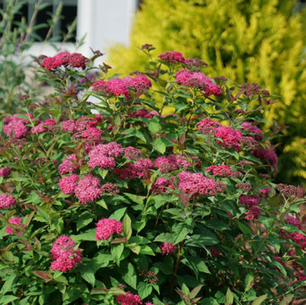 Double-Play-Doozie_-Spirea