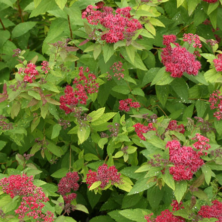 Double-Play_-Red-Spirea