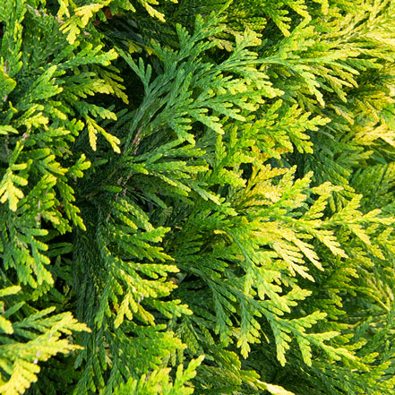 Ember Waves® Western Arborvitae