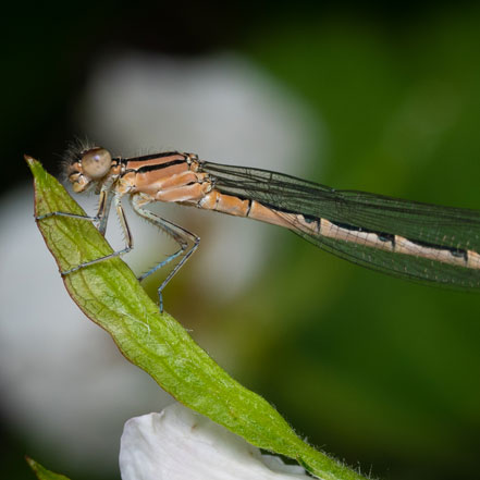 American Bluet on leaf