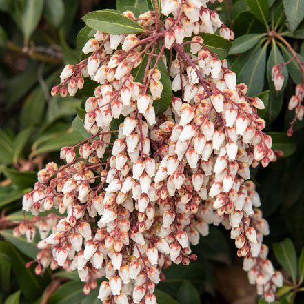 Enchanted Forest® Sunsprite™ Pieris