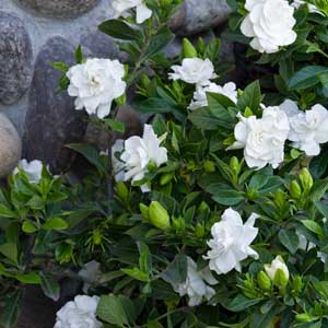 Everblooming-Gardenia_300_1