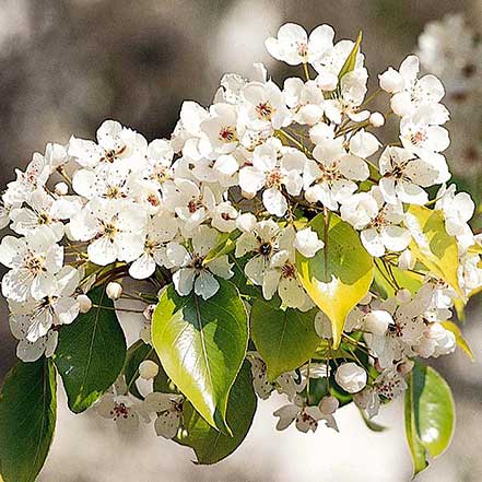 Evergreen Pear