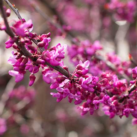 Forest Pansy Redbud