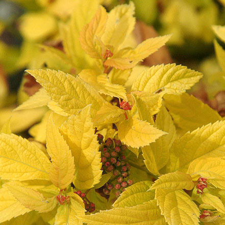 Golden-Sunrise_-Spirea