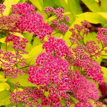 Goldflame-Spirea