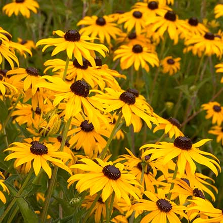 Goldsturm Black-Eyed Susan