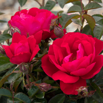 pink rose flowers