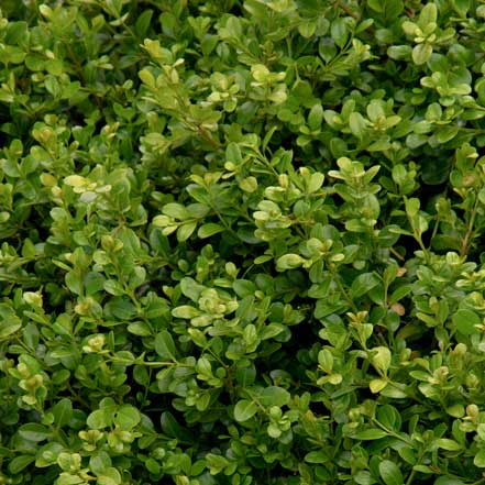 Green Beauty Boxwood