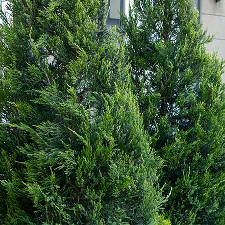 Green Columnar Juniper