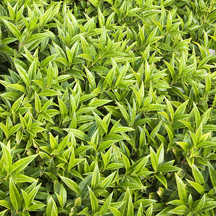 green himalayan sweet box leaves