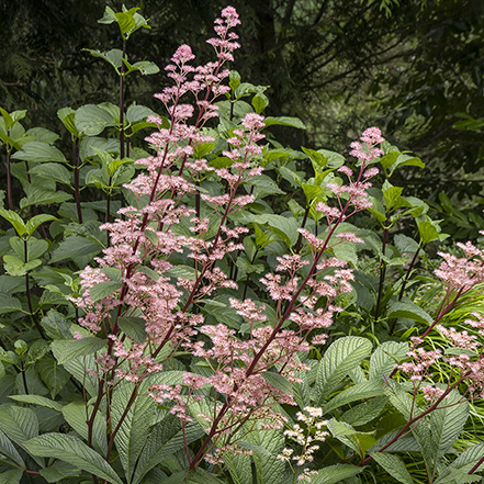 pink flowers on fireworks rodgersia