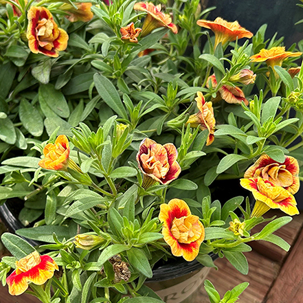 yellow and redcalibrachia flowers