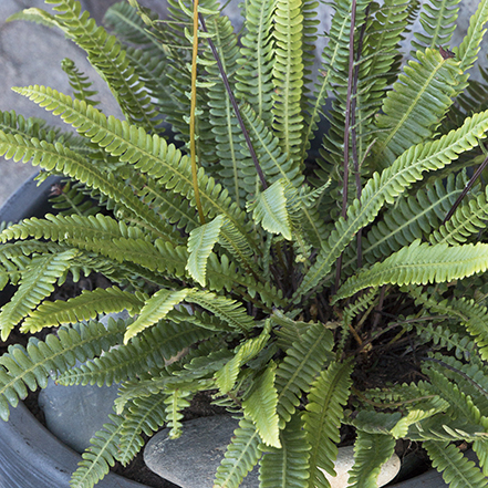 green fronds of deer dern in a container