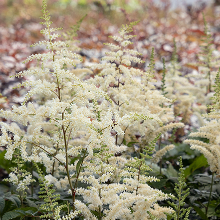 white astilbe flowers