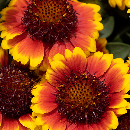 yellow and red blanket flowers