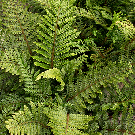 green fern folliage