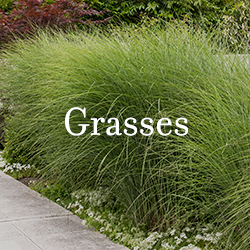 grasses