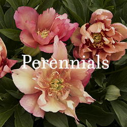 perennials