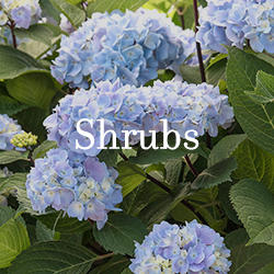 shrubs