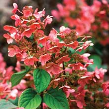 IMG_BLOG_INT_QuickFireHardyHydrangea_1