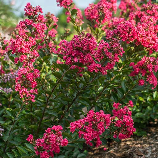 Bellini® Raspberry Crape Myrtle