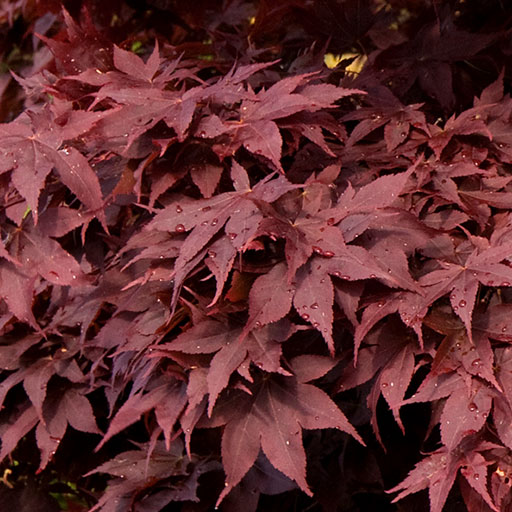 deep red bloodgood japanese maple leaves