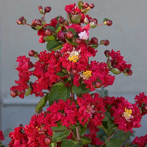 Centennial Spirit Crape Myrtle