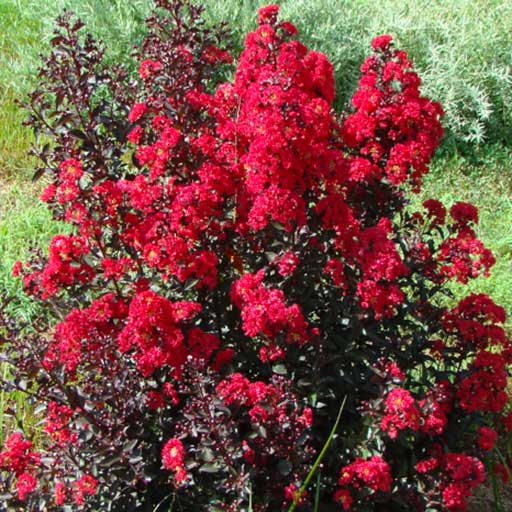 Double Dynamite® Crape Myrtle