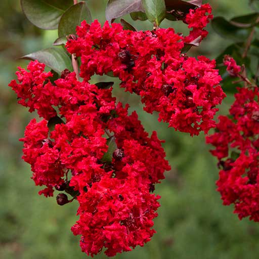 Dynamite® Crape Myrtle