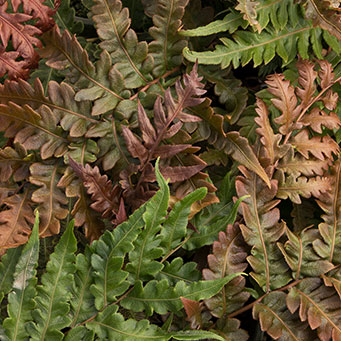 Jeweled Chain Fern